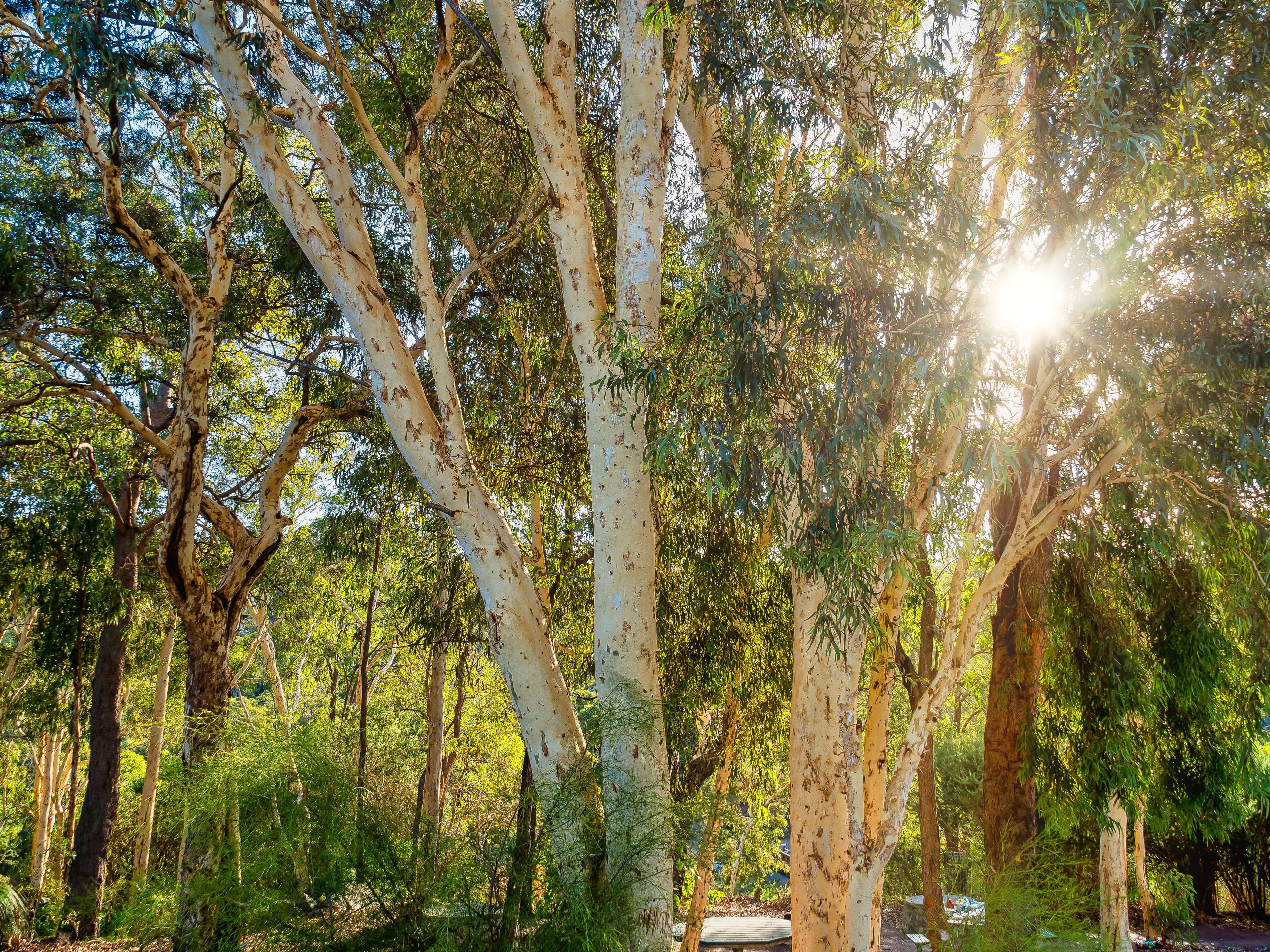 Dwellingup.jpeg